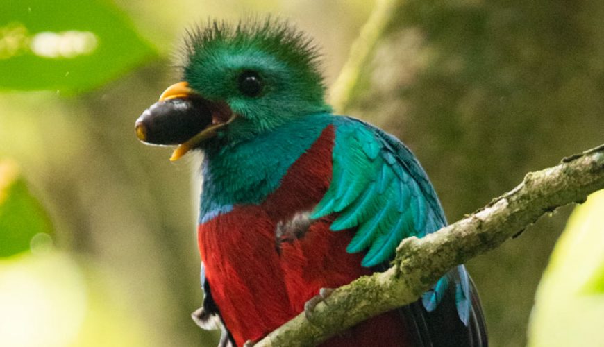 Monteverde Guided Tours - Costa Rica