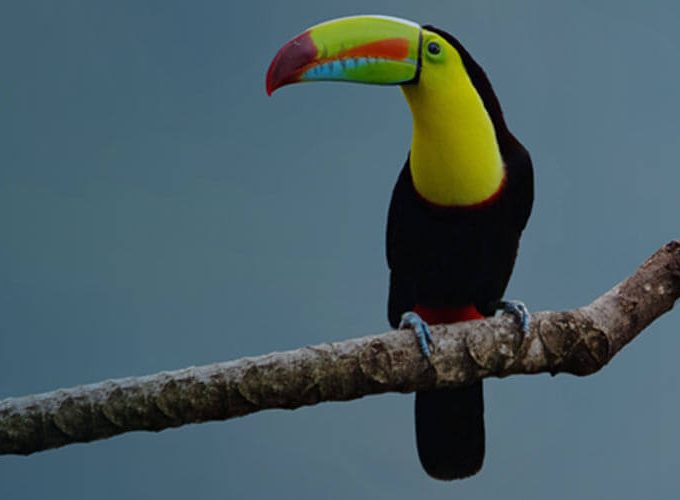 Monteverde Guided Tours - Costa Rica